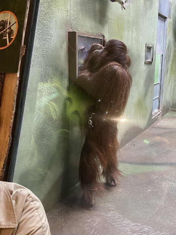 Psykologi B-holdet i Aalborg Zoo